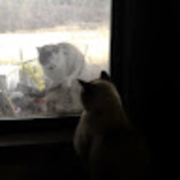 Meet your Posher, Starlite - Picture 1 of 1